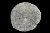 Pyrite Sun - Sparta, Illinois #154086-1